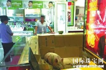 珠宝商黄金失窃嫌商场安保不力 竟在柜台养猪维权！