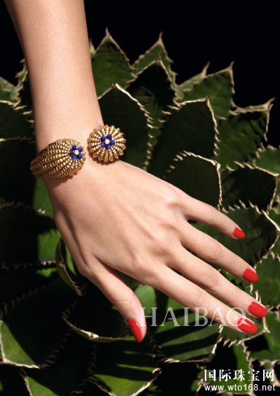  (Cartier) Cactus de Cartierϵ鱦 